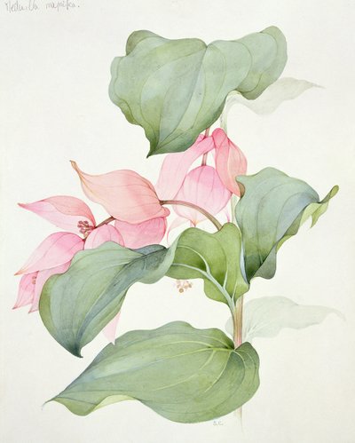 Velkolepá Medinilla od Sarah Creswell
